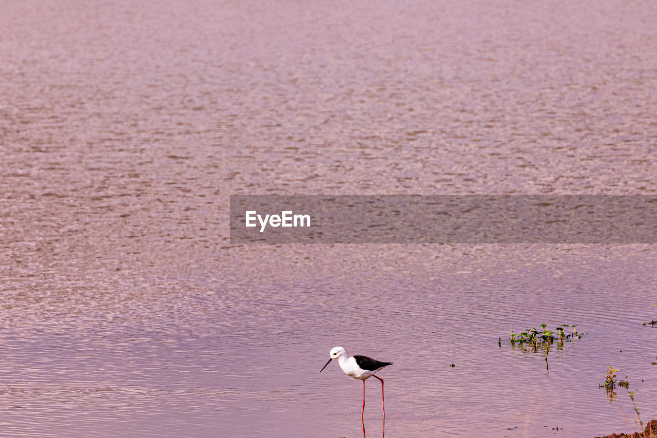 animal wildlife, animal themes, bird, animal, wildlife, water, nature, no people, flamingo, sand, beauty in nature, water bird, pink, lake, group of animals, beach, outdoors, day, travel destinations, tranquility, land, scenics - nature, reflection, environment, sunset