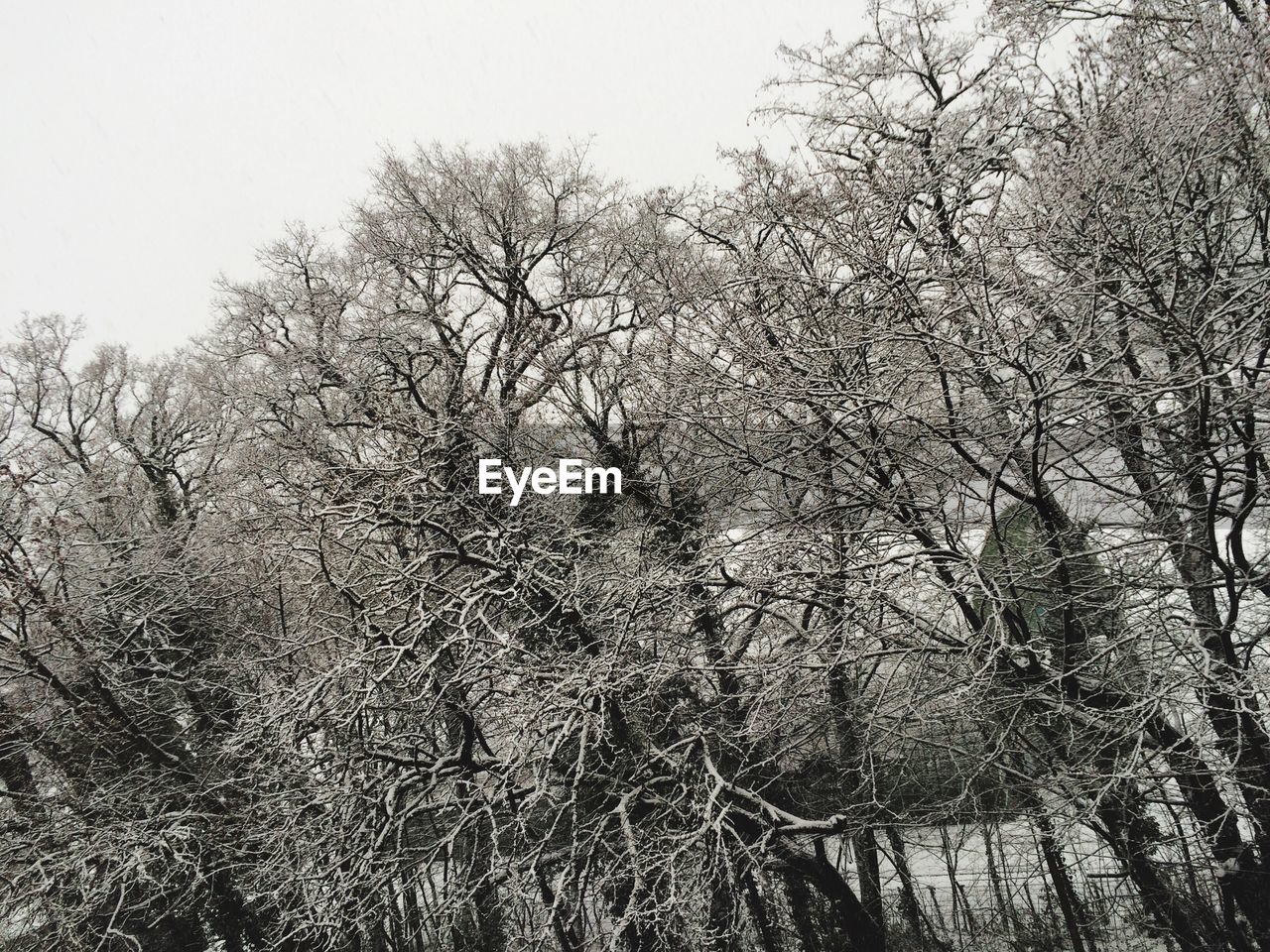 Low angle view of bare trees