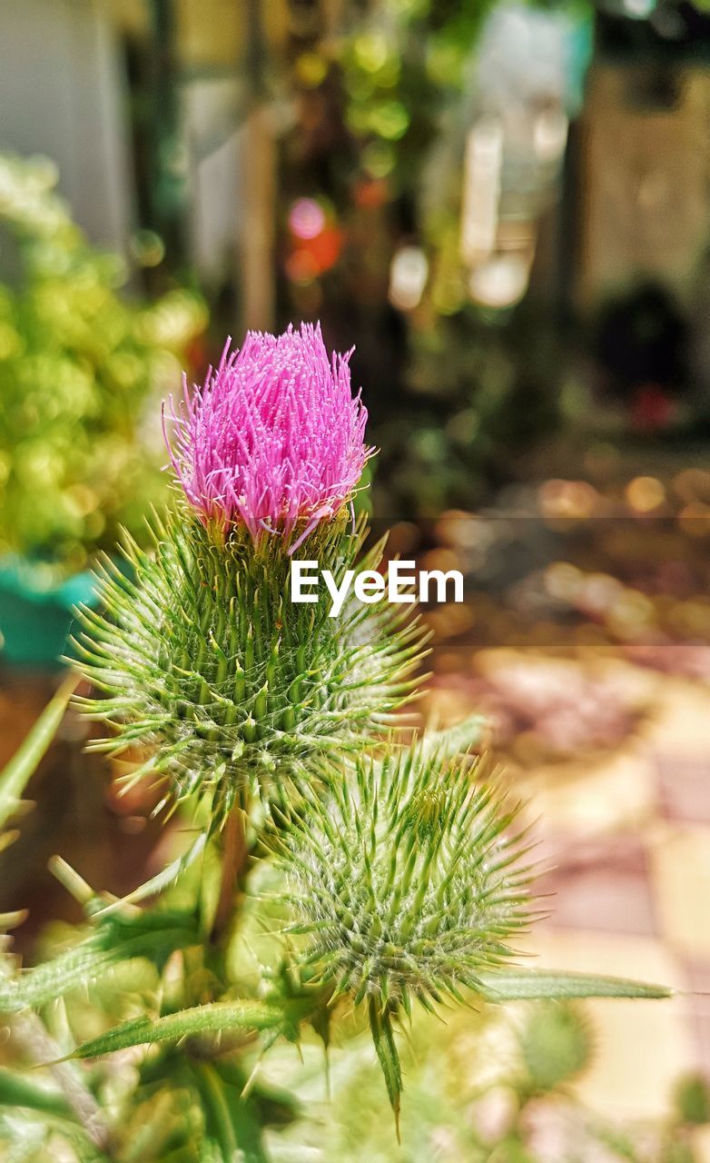 CLOSE-UP OF PINK FLOWER PLANT