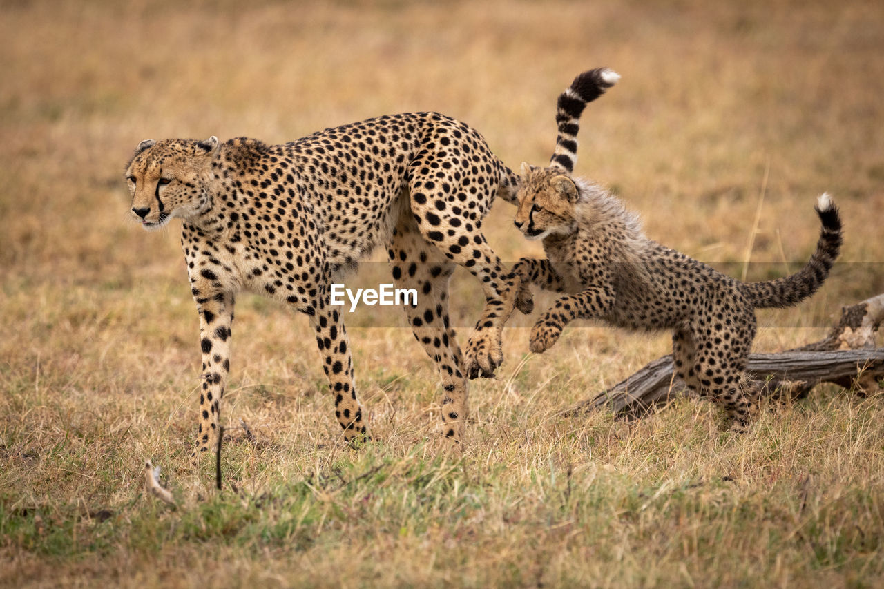 Full length of cheetahs running on field