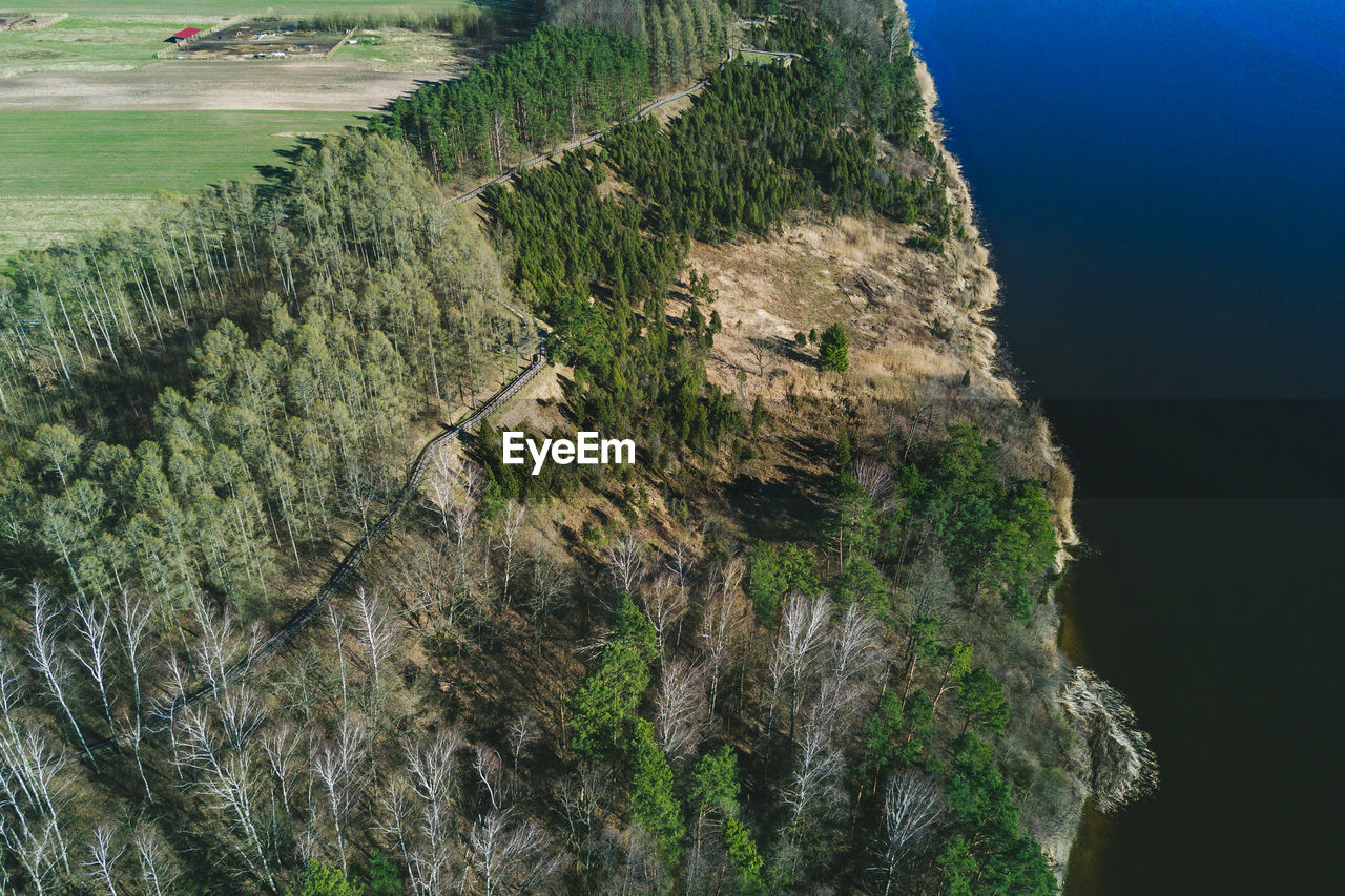 High angle view of trees on mountain