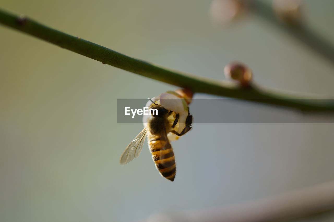 Close-up of bee on twig