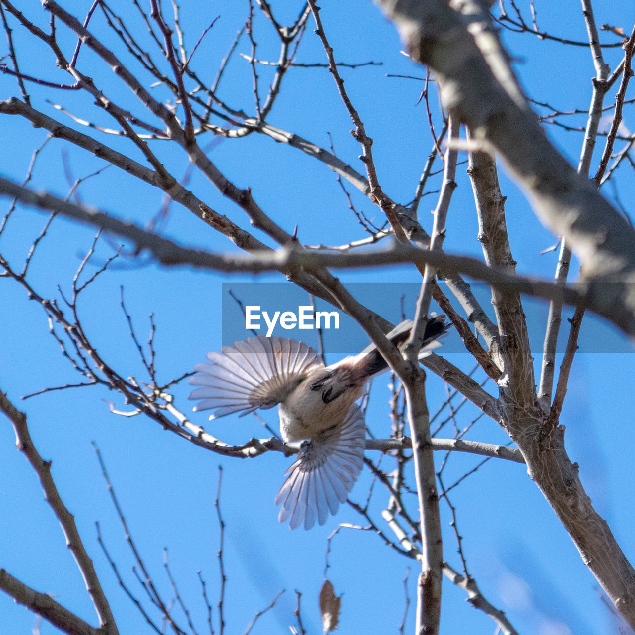 LOW ANGLE VIEW OF BIRDS FLYING AGAINST SKY