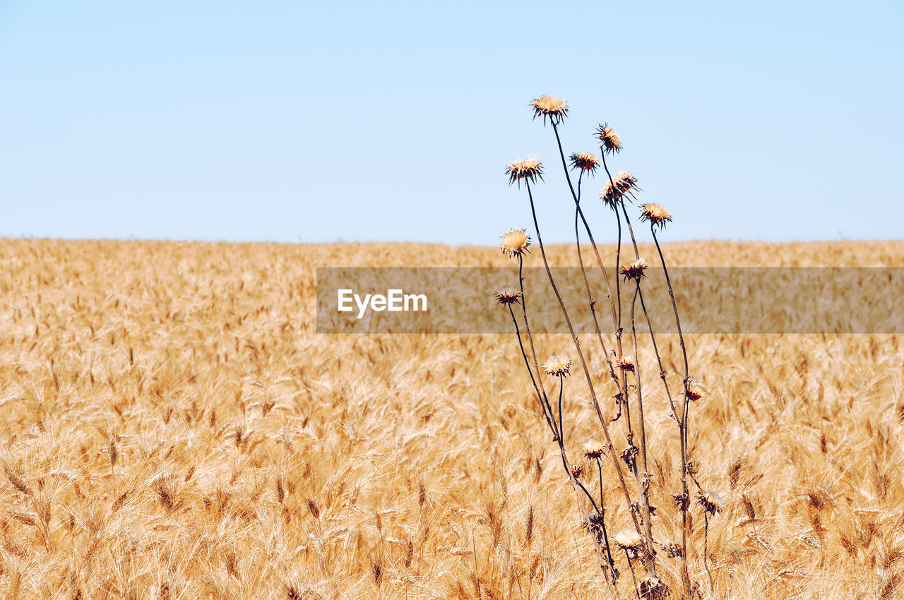 Scenic view of wheat field against clear sky