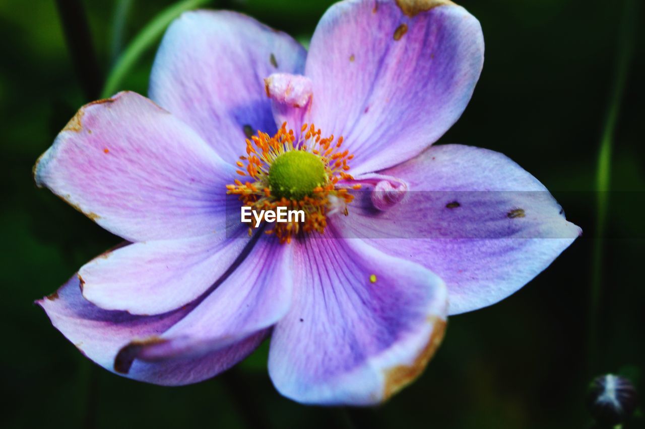 Close-up of purple poppy plant growing outdoors