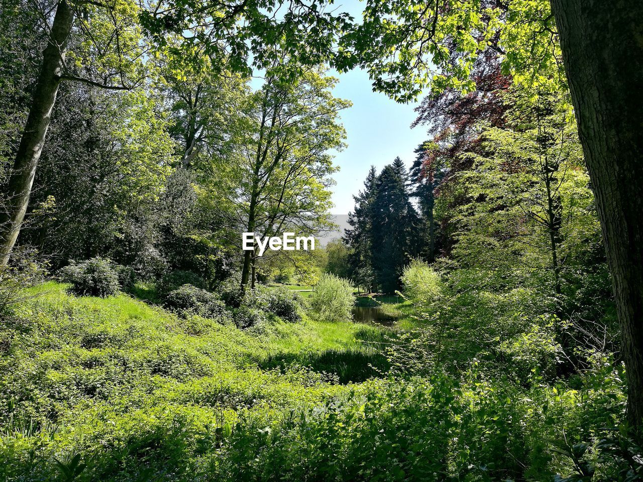 Trees growing in forest