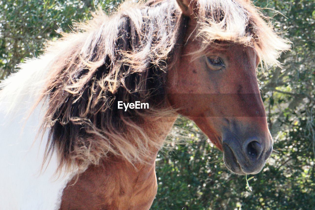 CLOSE-UP OF A HORSE HEAD