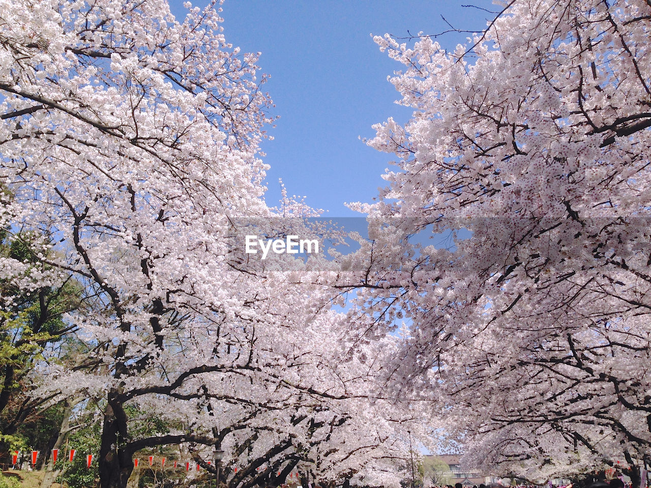 Low angle view of cherry blossom tree