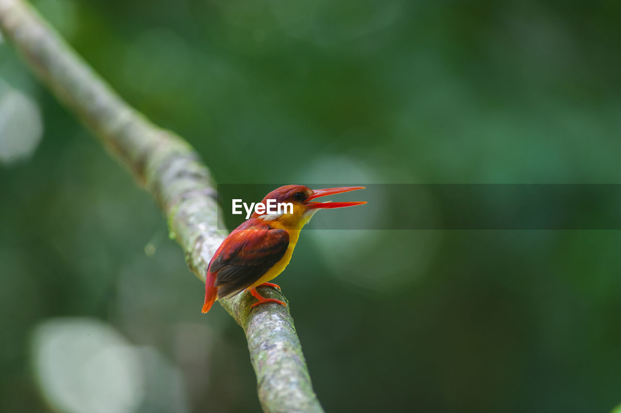 CLOSE-UP OF A BIRD PERCHING ON A LEAF