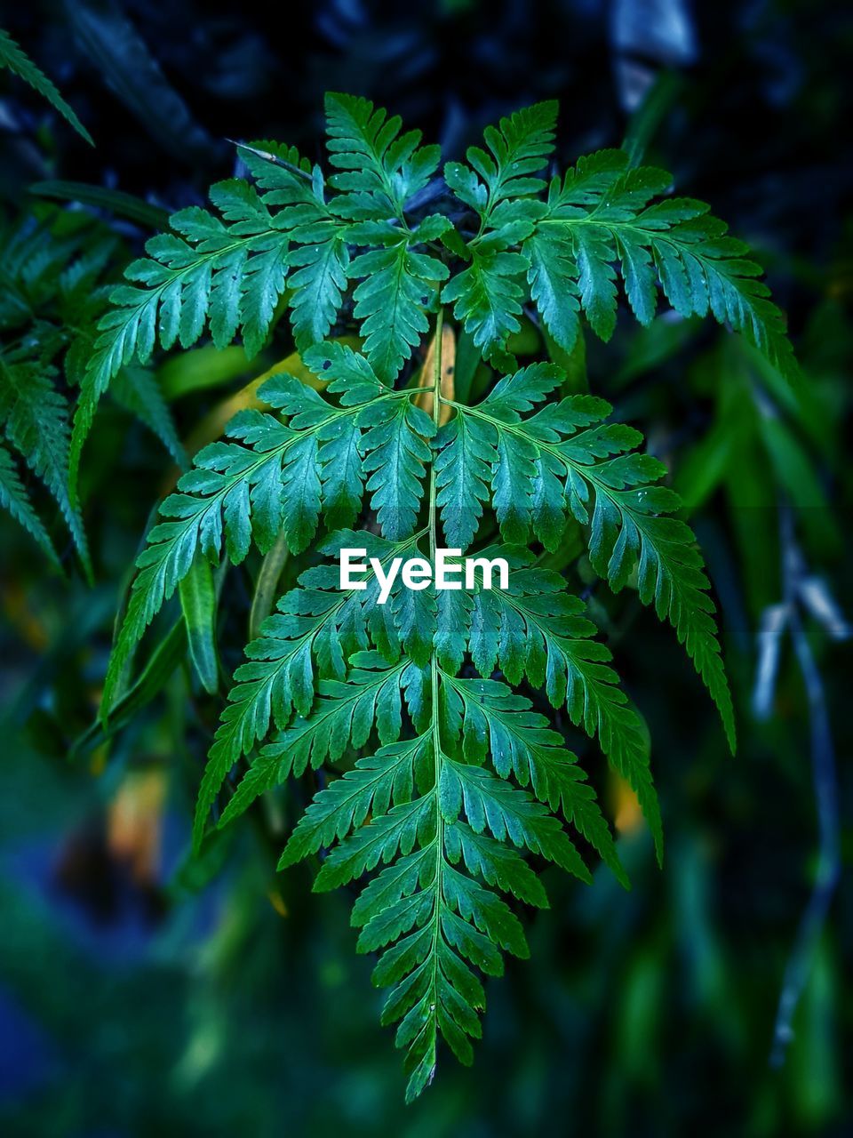 plant, green, leaf, plant part, tree, nature, beauty in nature, growth, close-up, branch, no people, ferns and horsetails, fern, coniferous tree, outdoors, pinaceae, pine tree, forest, day, focus on foreground, flower, healthcare and medicine