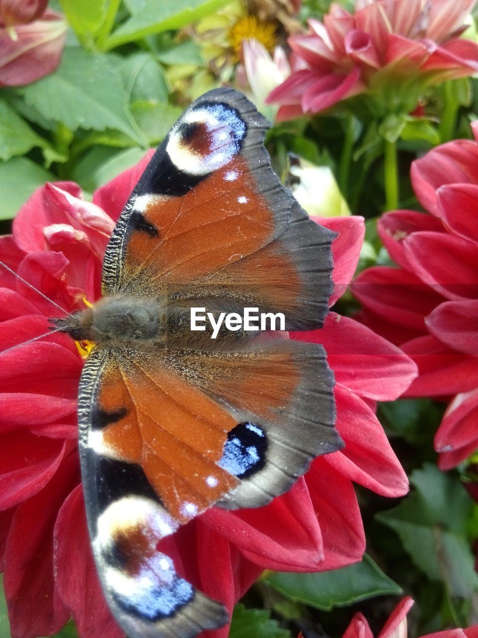 CLOSE-UP OF BUTTERFLY POLLINATING FLOWER