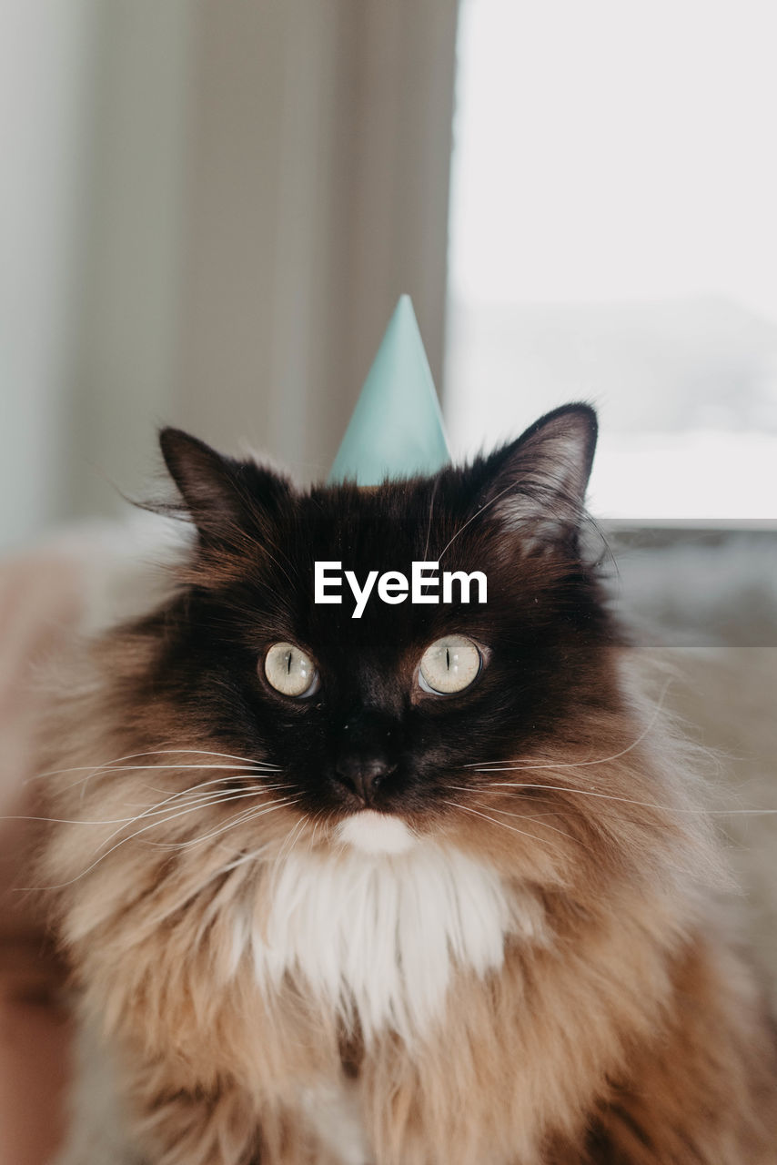 CLOSE-UP PORTRAIT OF A CAT