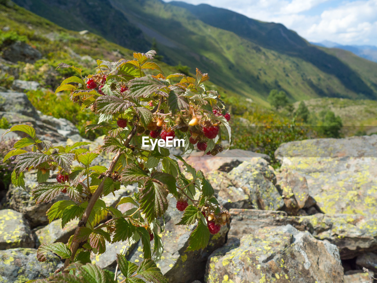 Close-up of flowers growing on mountain