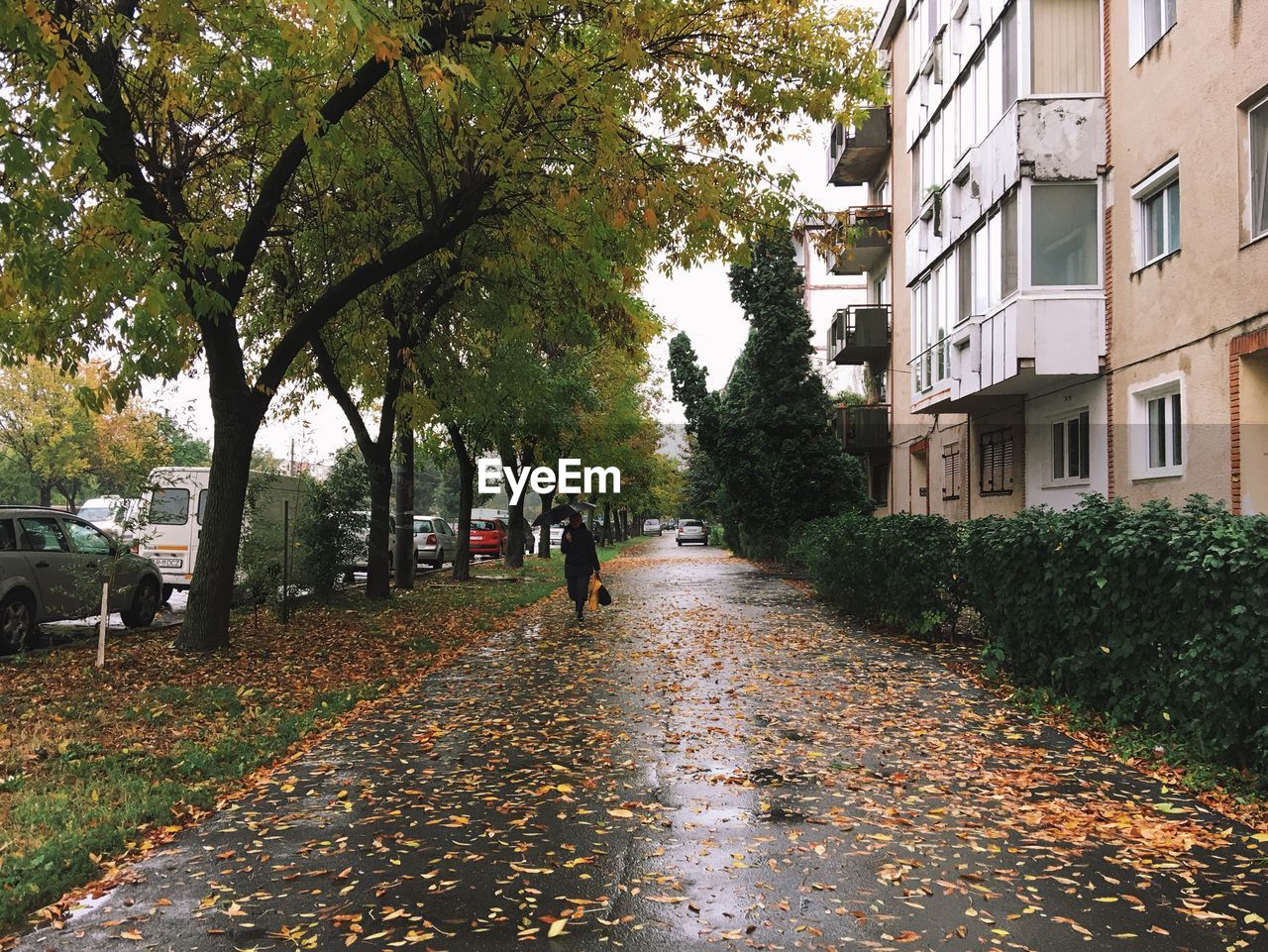 STREET AMIDST TREES IN CITY