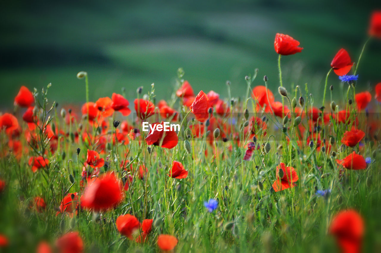 Poppies growing on field