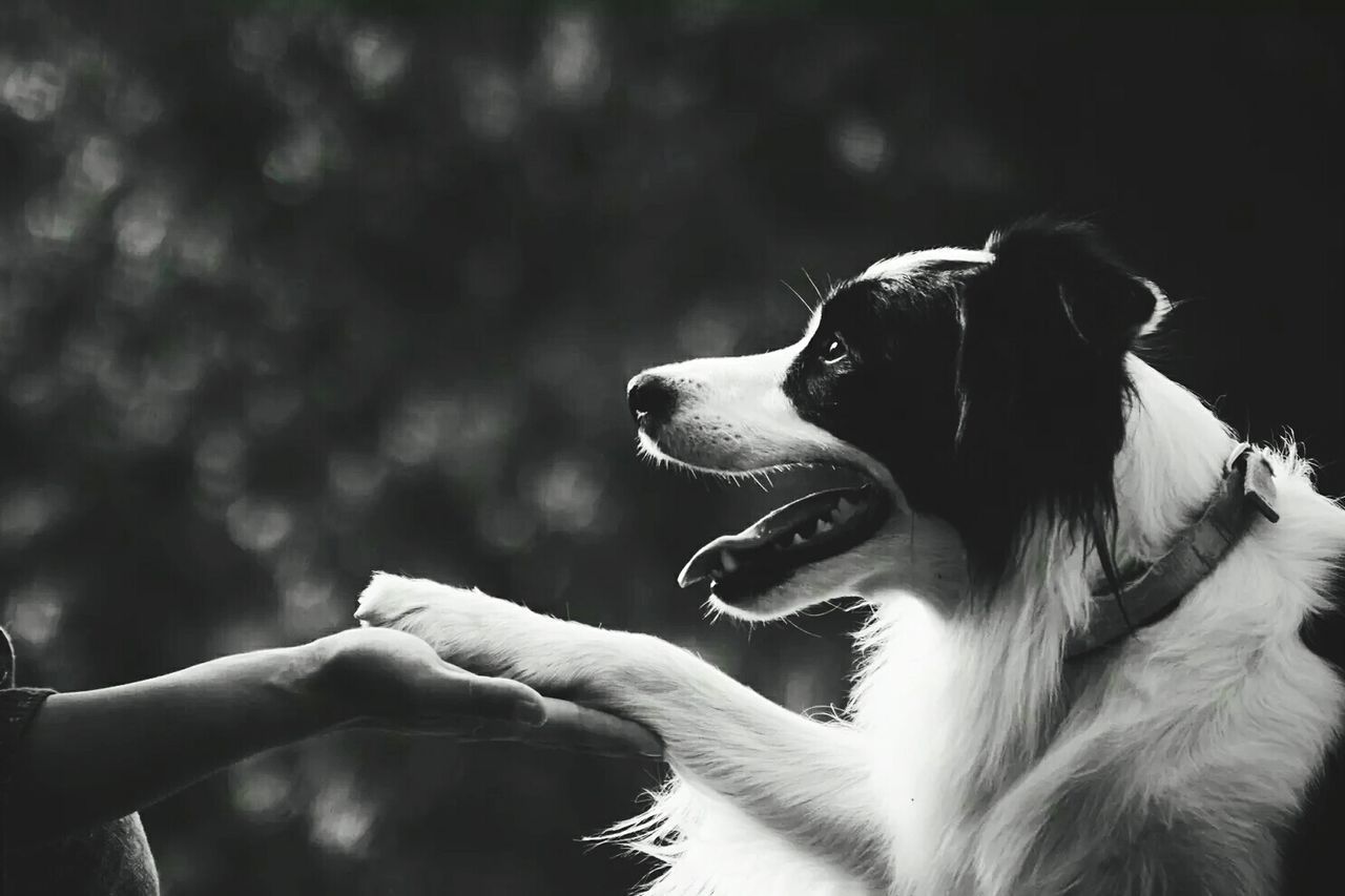 CLOSE-UP OF DOG YAWNING ON BED