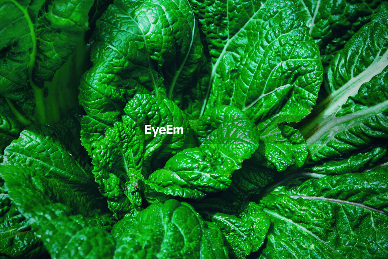 FULL FRAME SHOT OF LEAVES