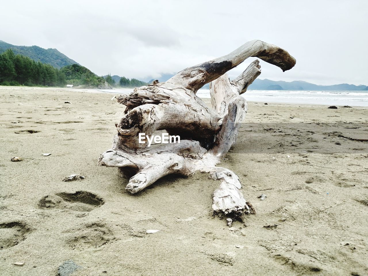 ANIMAL SKULL ON SAND