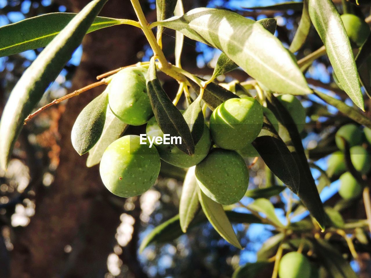 CLOSE-UP OF PLANT