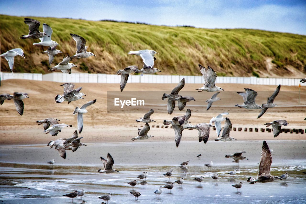 Flock of birds flying over sea