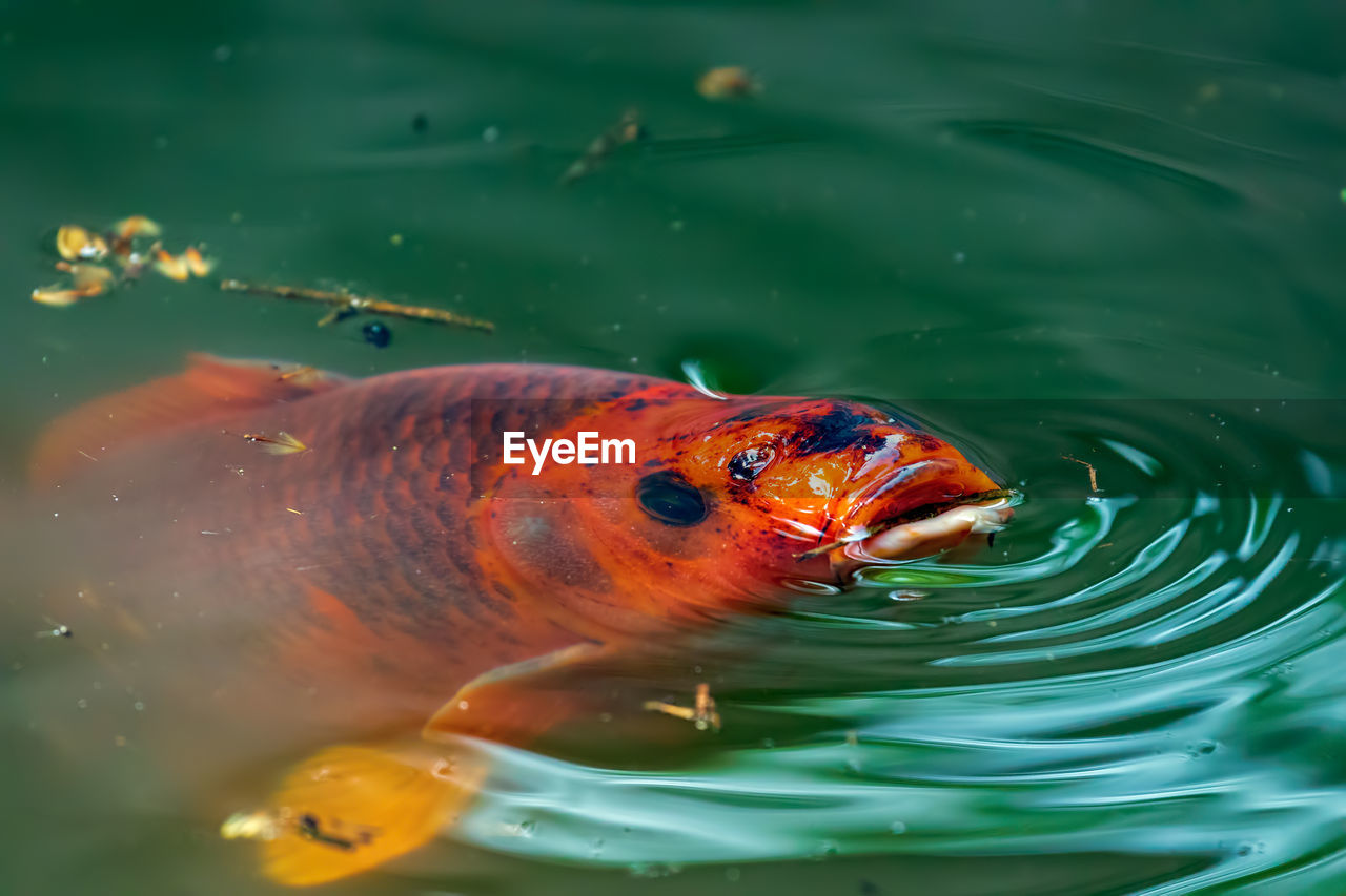 CLOSE-UP OF FISHES SWIMMING IN LAKE