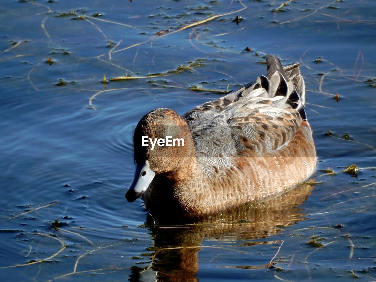 High angle view of duck swimming in lake