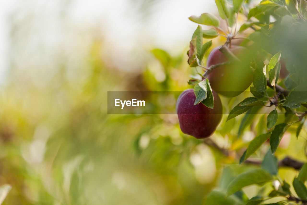 CLOSE-UP OF RED BERRIES GROWING ON TREE