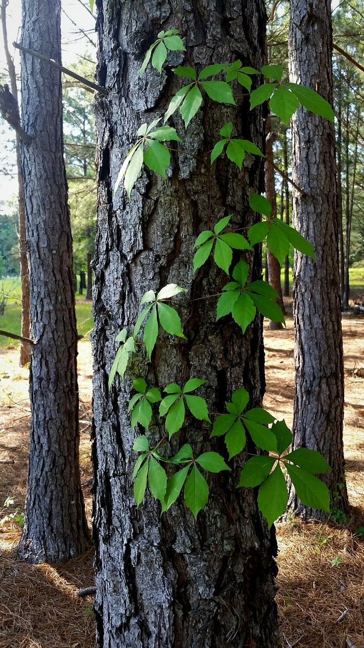 CLOSE-UP OF PLANTS GROWING IN FOREST