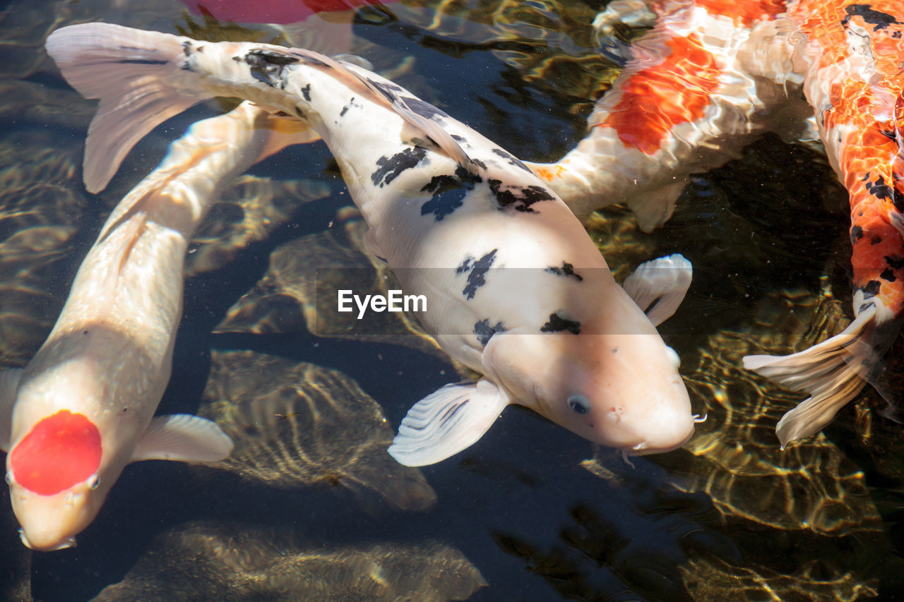 High angle view of koi carps swimming in pond