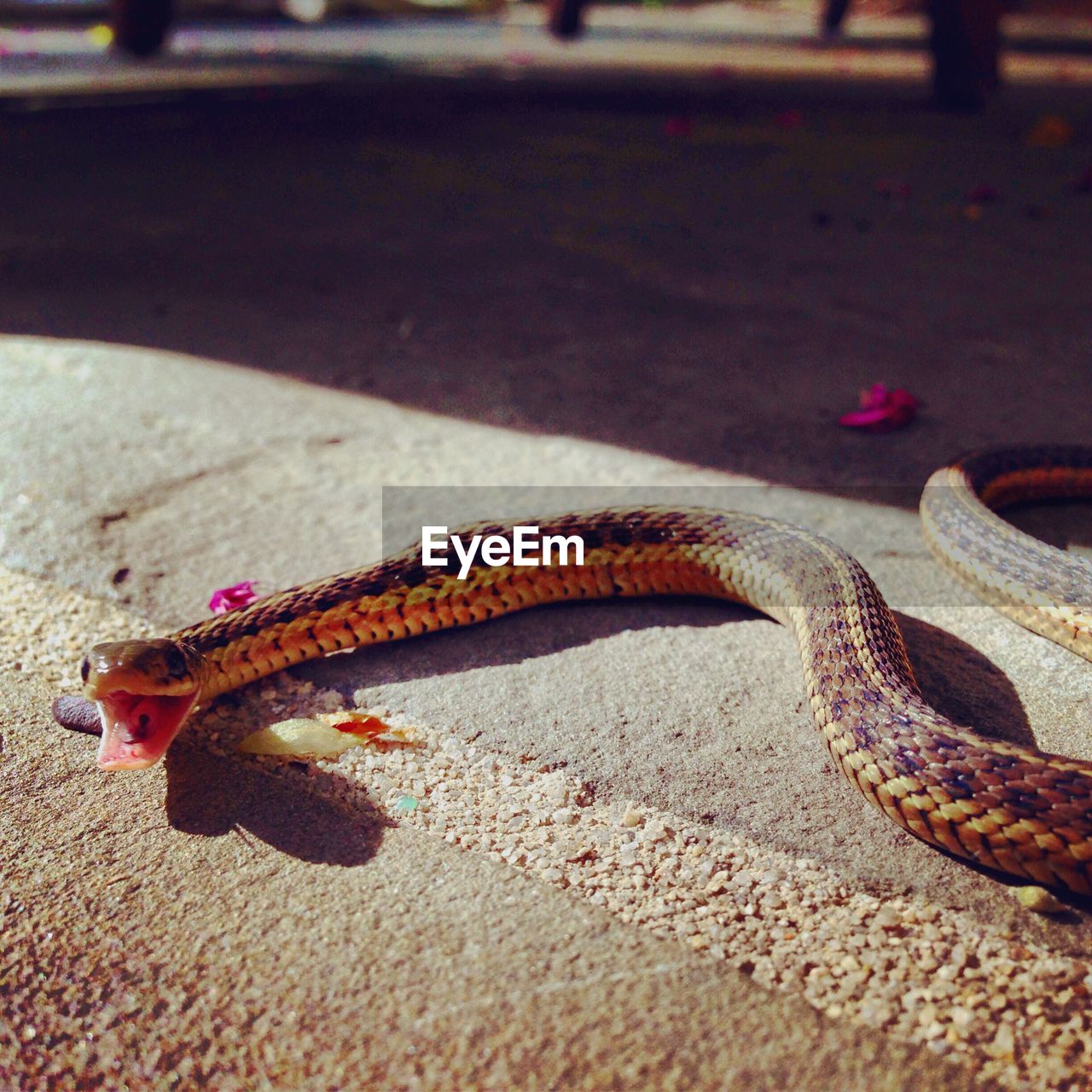 High angle view of snake with mouth open on street