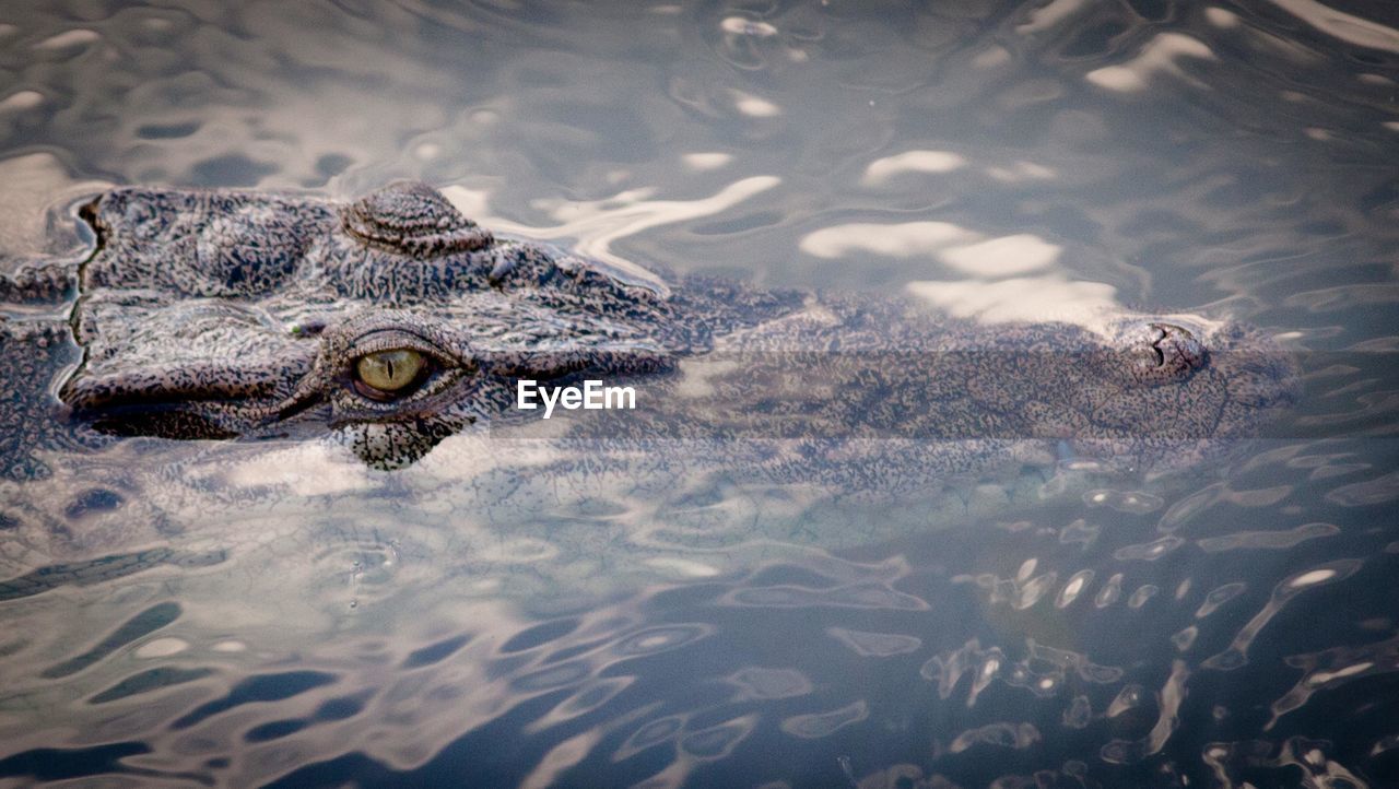 Crocodile swimming in lake