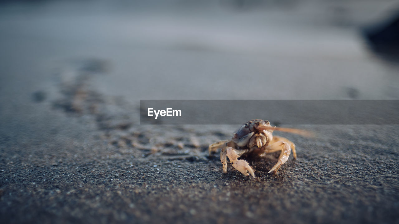 Close-up of crab on beach