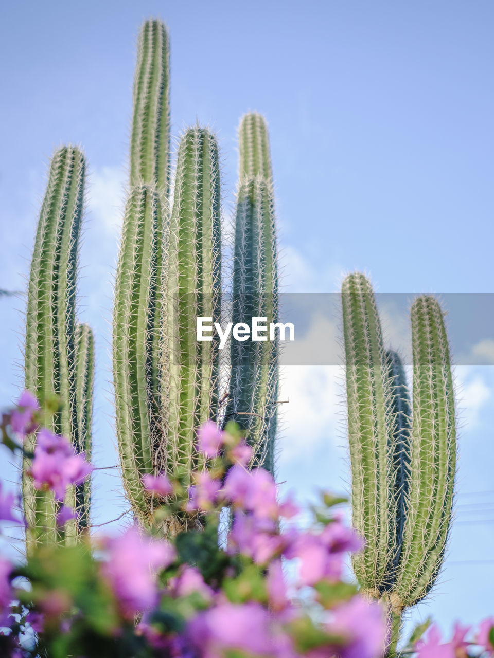 Close-up of purple flowering cactus plants against clear sky