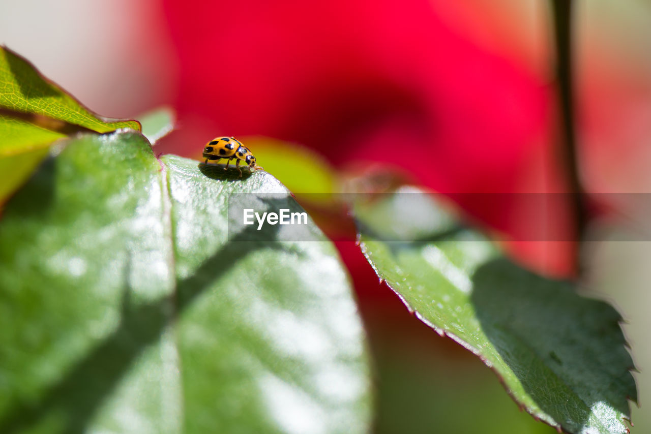 Close-up of ladybug on leaf