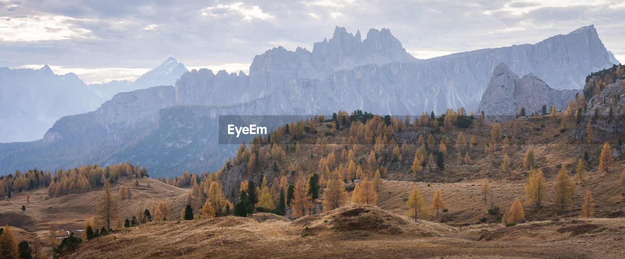 Alpine landscape during fall with golden larches and sharp mountains in background, italy, europe
