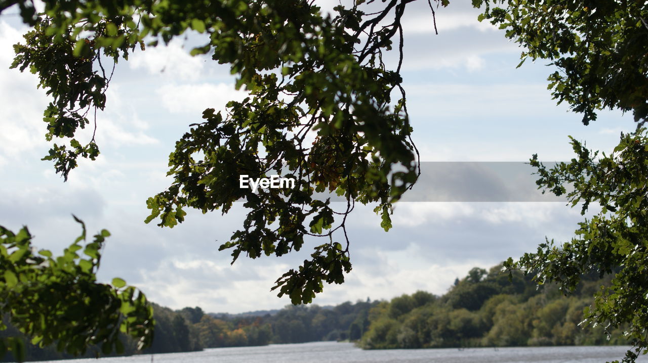 Scenic view of trees against sky