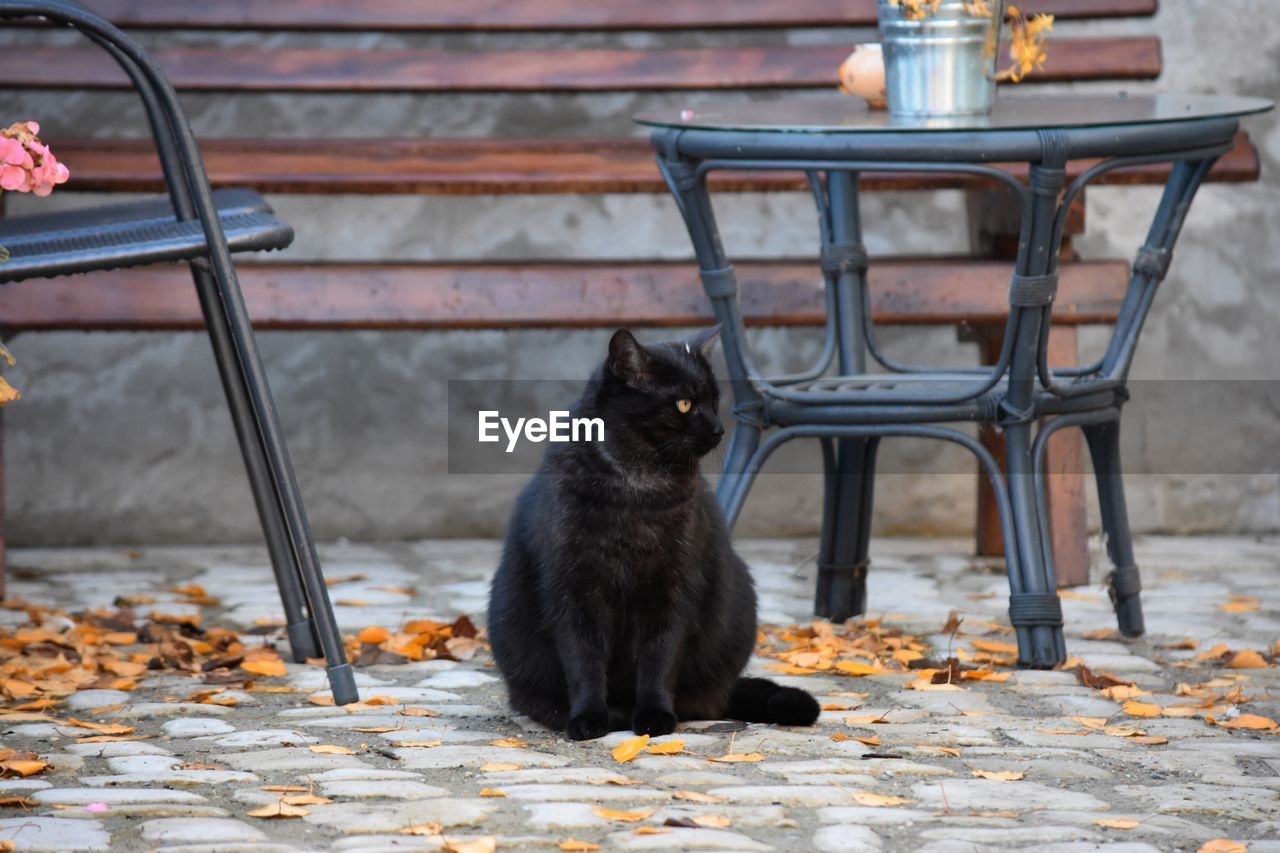 BLACK CAT EATING WHILE SITTING ON SEAT AT HOME