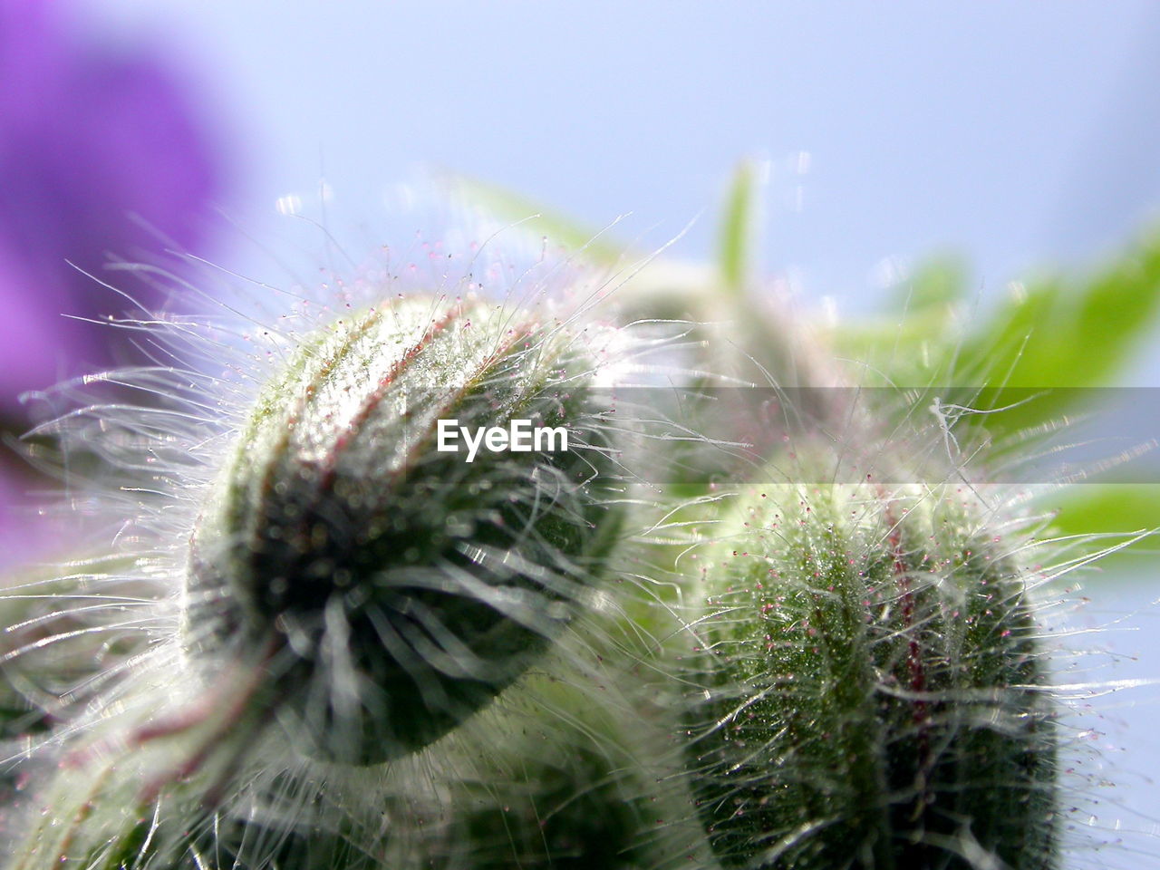 Close-up of dandelion