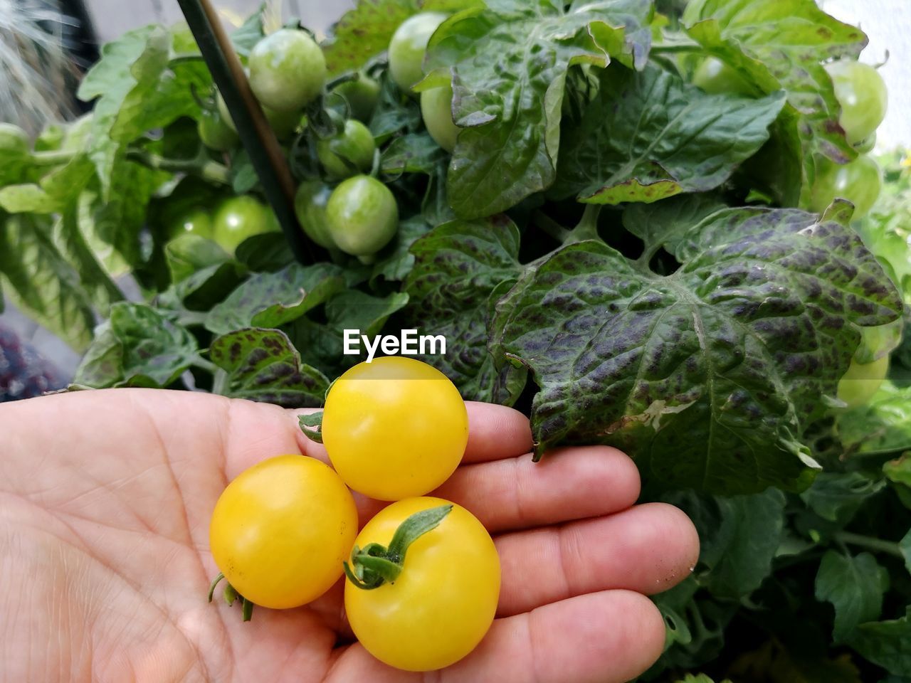 Close-up of hand holding yellow tomatoes 