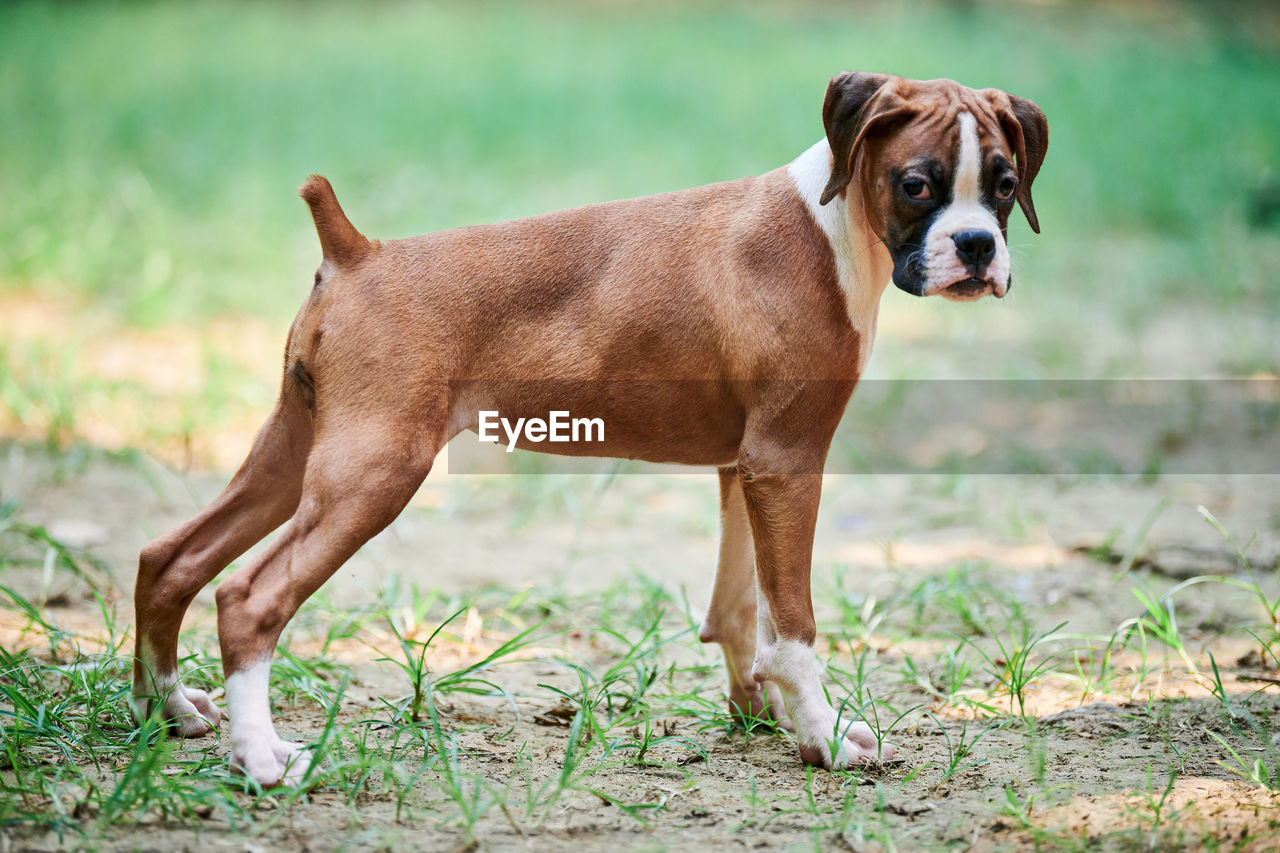 side view of dog on field