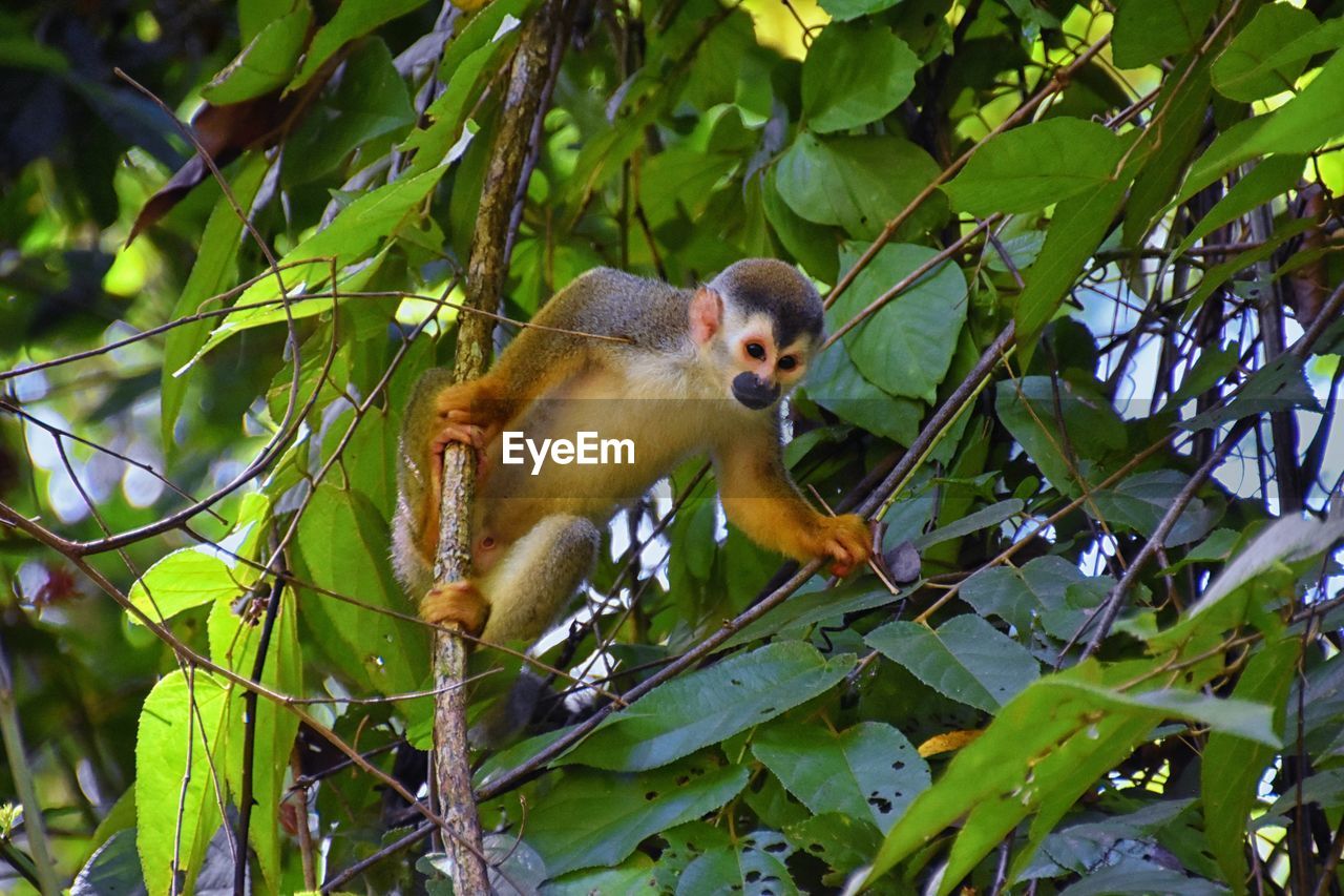 Spider monkey, ateles geoffroi, mother and baby endangered, in tropical jungle trees of costa rica. 