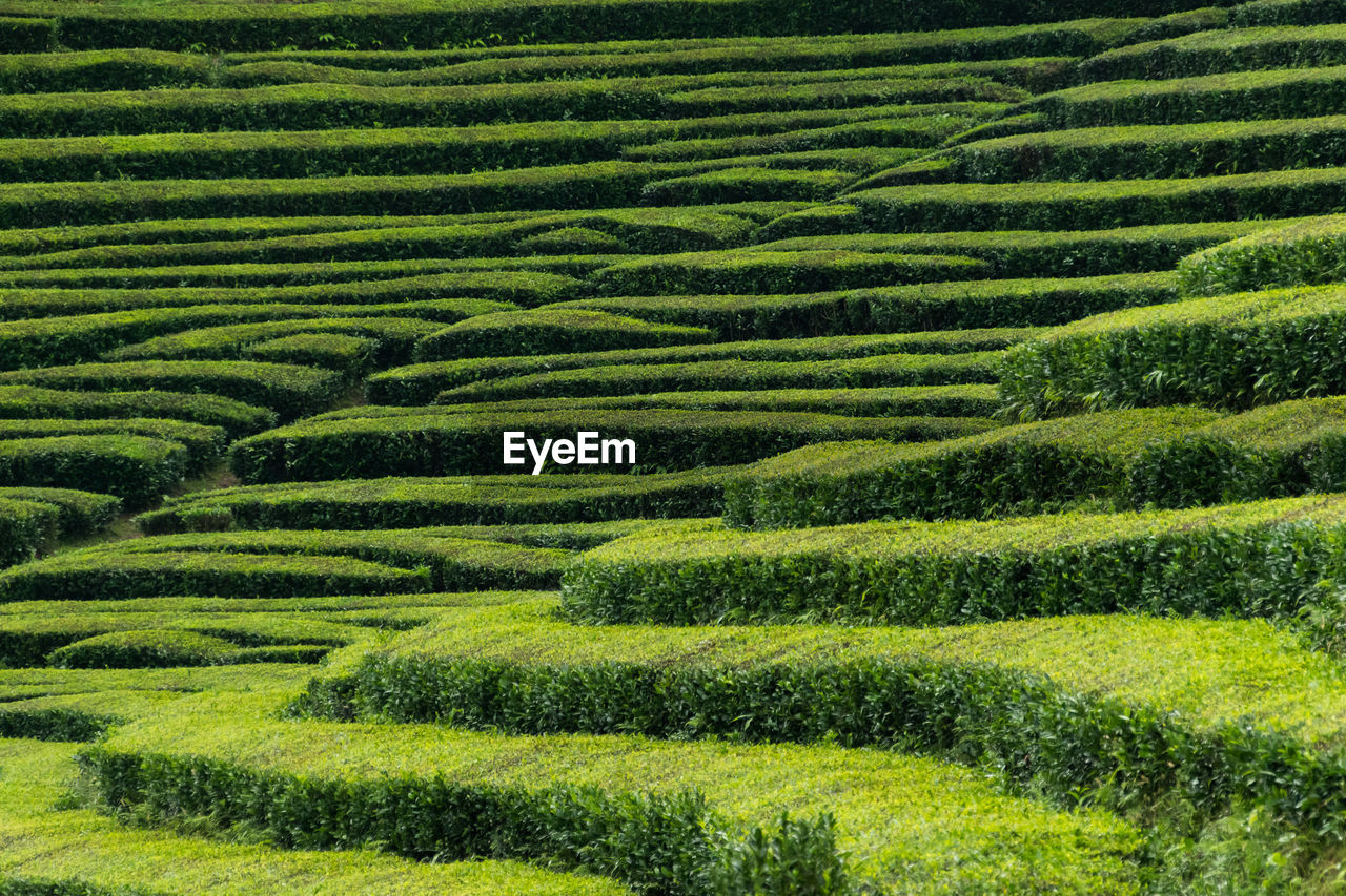 full frame shot of rice field