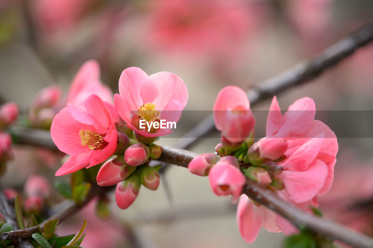 Close-up of fresh pink flowers