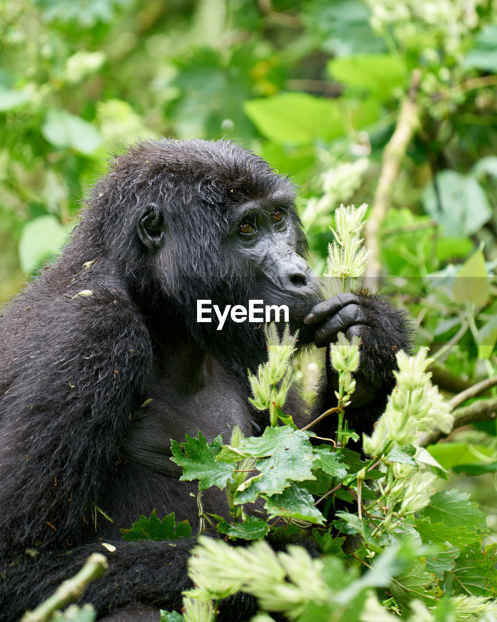 Female mountain gorilla eating