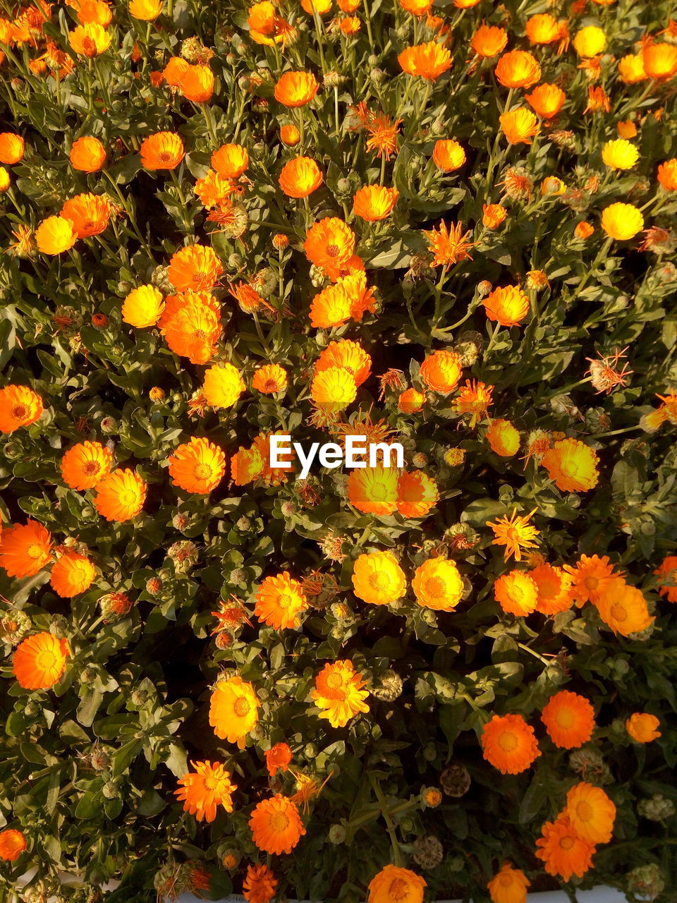 CLOSE-UP OF YELLOW FLOWERS GROWING ON PLANT