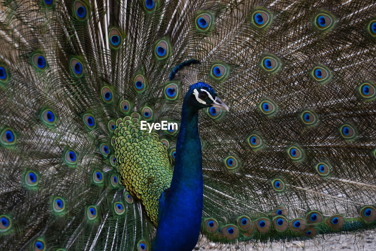 Fanned out peacock standing on field