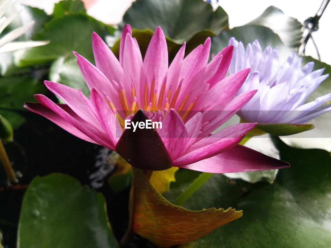 CLOSE-UP OF LOTUS FLOWER BLOOMING OUTDOORS