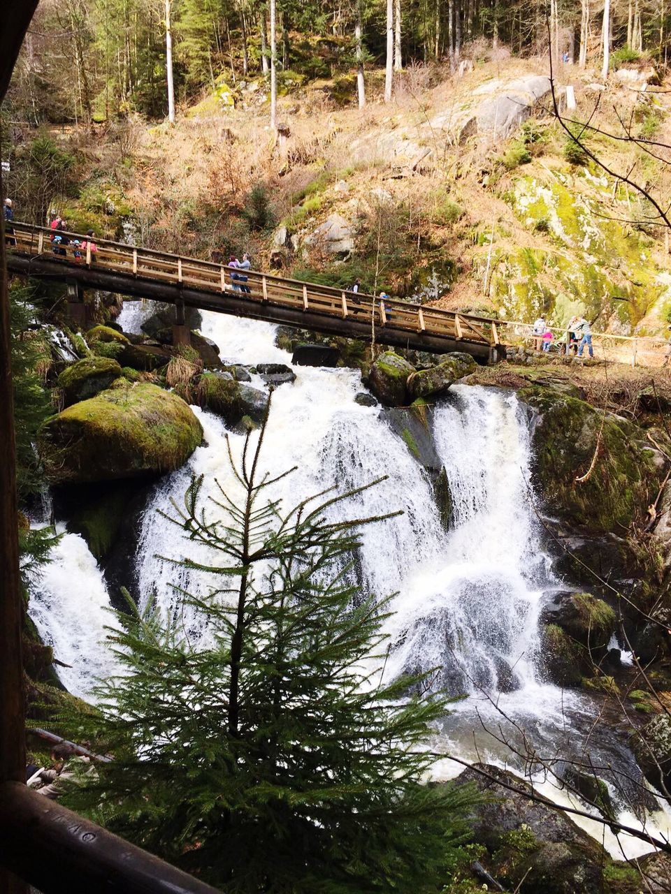 STREAM FLOWING THROUGH FOREST