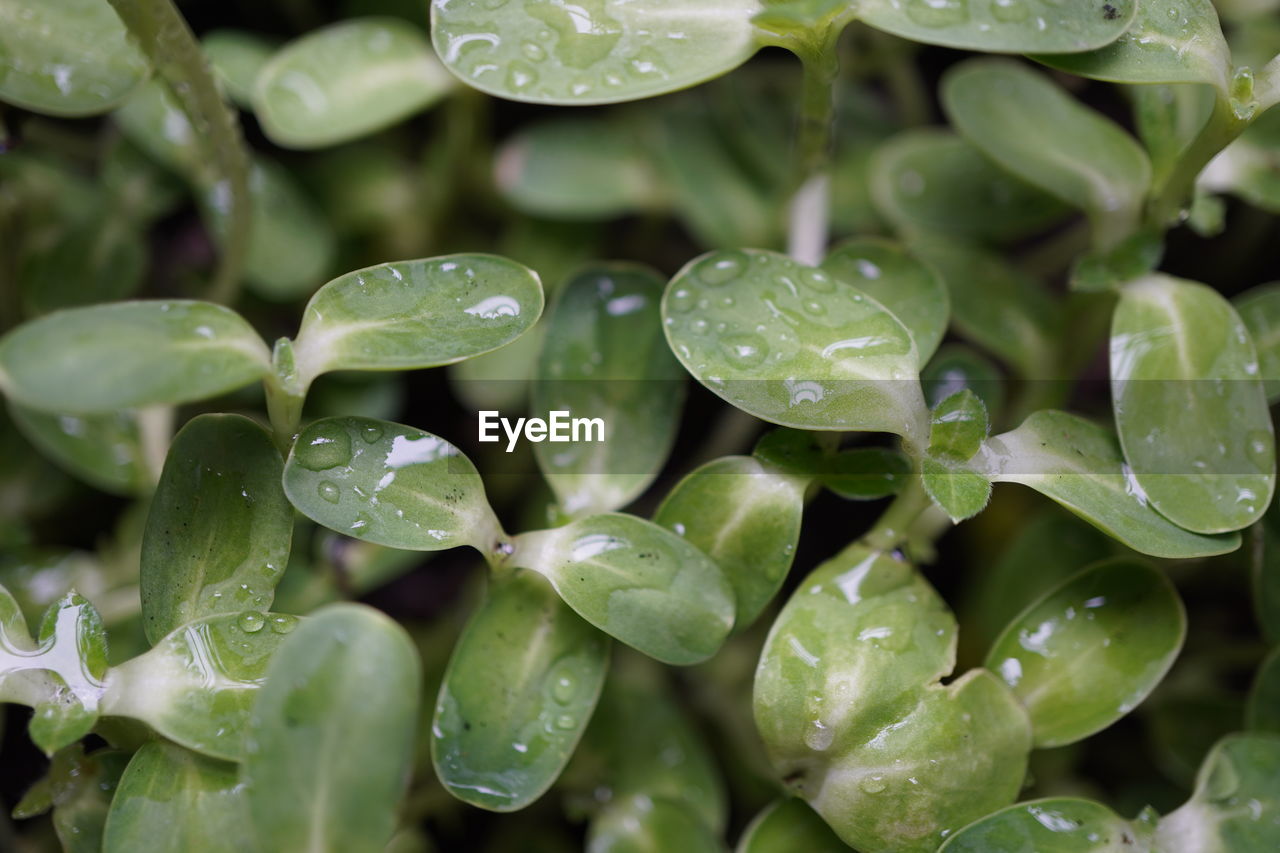 FULL FRAME SHOT OF WET LEAVES