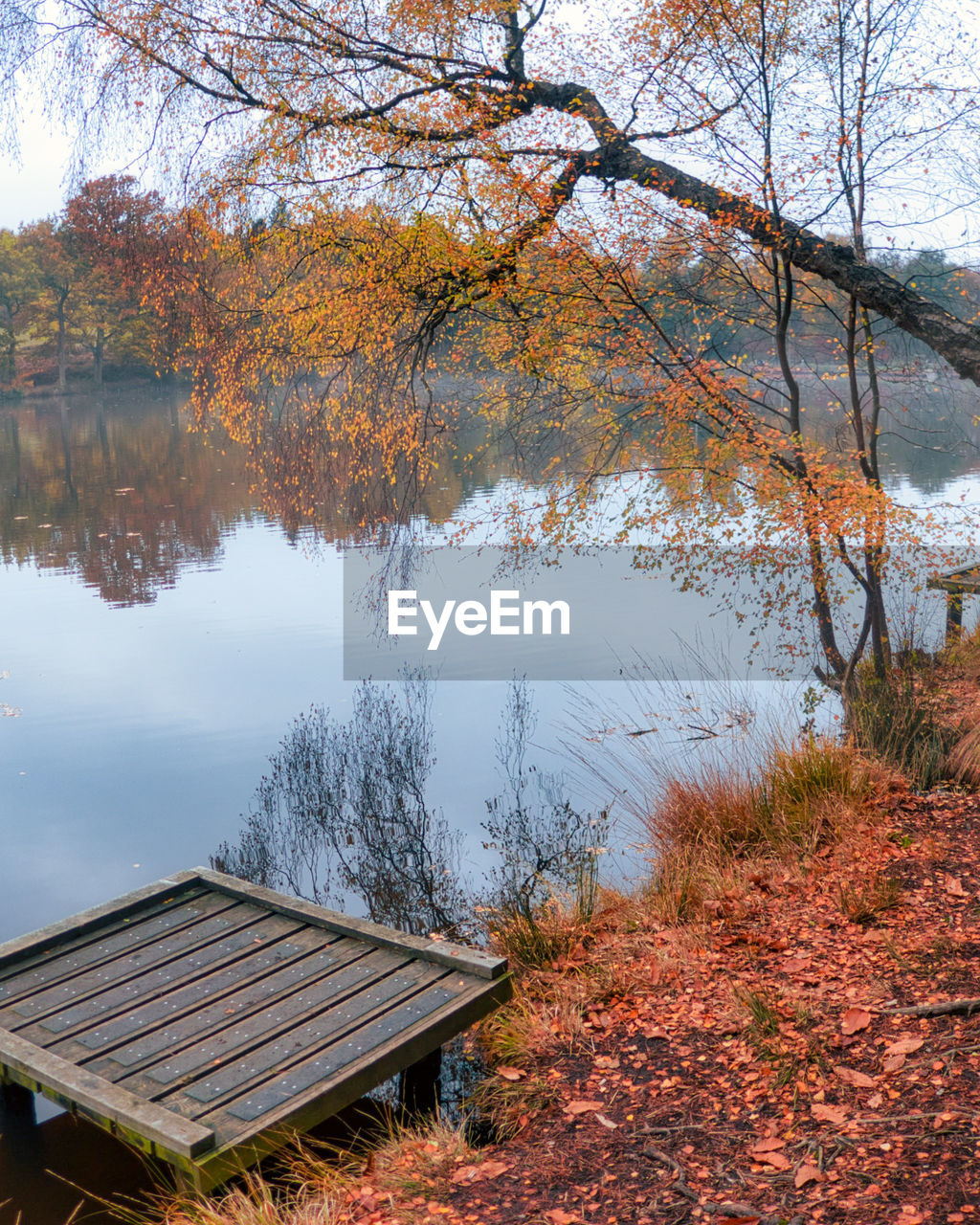 TREES BY LAKE DURING AUTUMN